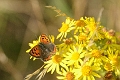 small copper hayling island-2